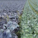 1310F 073 Donauradweg